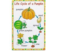 UYCUODLUY Garden to Gourd The Complete Pumpkin Lifecycle Poster Canvas Wall-Art for Sunroom or AgriTourism Farm Stand Decor(Framed,16x24inch(40x60cm))
