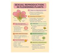 UZWOOUUM Angiosperms Reproduction Cycle Chart Poster, Botanical Diagram for Biology Students, Great for Classroom Bulletin Board & Science Decor(Unframed,16x24inch(40x60cm))