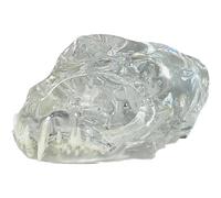 Uzztfa Modèle De Dents De Chat en Forme De Crâne Transparent, Modèle De Dents Buccales, Modèle Anatomique pour Vétérinaire Canine, Décoration Pédagogique Démonstration