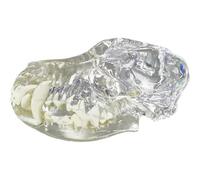 Uzztfa Modèle De Dents De Chien en Forme De Crâne Transparent, Modèle De Dents Buccales, Modèle Anatomique De pour Animaux De Compagnie, pour L'éducation Vétérinaire Canine, Décoration