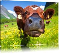 Vache alpin douce sur la prairie de montagne Format: toile 100x70auf, XXL énormes Photos complètement encadrés par la civière, l'impression de l'image Art mural avec cadre, moins cher que peintures à l'huile et de l'image, aucune affiche ou poster