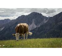Vaches broutant dans Le pré - Puzzle en Papier 1000 pièces - Image décorative pour la Famille et Les Amis 38 x 52 cm