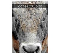 Vaches d'Aubrac (Calendrier mural 2026 DIN A4 horizontal), CALVENDO calendrier mensuel: Les vaches de la race Aubrac en Aveyron