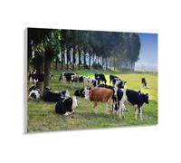 Vaches sur Une Prairie,Puzzle 1000 Pièces Puzzle en Papier Adulte Enfants Jouet Éducatif Jeu Familial(50x70cm)-300