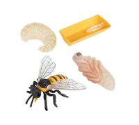 Vaguelly Ensemble 4 Modèles Cycle de Croissance des Abeilles, Éducatif Cognitif pour Garçon et Filles, Décoration Modèle Abeille en Plastique Léger et Résistant, Kit D’Apprentissage
