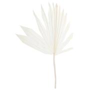 Vaguelly Fleur séchée de la Feuille de Palmia Feuille Mur Feuille de Palmier décorative décoration de Feuilles Tropicales Feuilles de Palmier Fleurs séchées Blanche