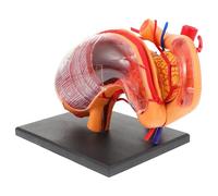 Vaguelly Modèle Anatomique D'estomac 4d en Plastique pour Enseignement Scientifique, Support Didactique Coloré Adapté aux Cours Expérimentaux et Biologiques