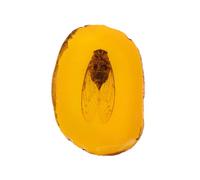 Vaguelly Ornement Décoratif en Ambroid Jaune Spécimen D'ambre Inclusion D'insecte Pendentif Forme Unique Présent pour Famille et Amis