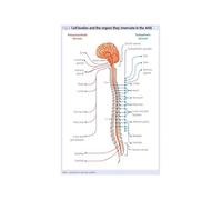 Vagus Nerve and Autonomic System Poster Human Nervous System Anatomy Spinal Cord Educational Chart Wall Art For Therapy Office Medical School Decor(Framed,08x12inch(20x30cm))