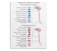 Vagus Nerve and Nervous System Chart Educational Guide to Calm and Safety Canvas Wall Art for Somatic Therapy Space(Framed,08x12inch(20x30cm))