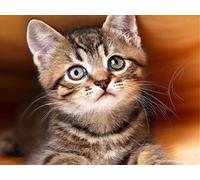 VAIIEYO 5D Diamond Painting Chat, Broderie Diamant Animal, Canevas Diamant kit Complet Point De Croix Broderie Salon Chambre Autocollant Mural Décoration 30x40cm
