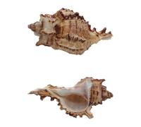 Vakorise Coquilles de Crabe ermite | Décoration d'intérieur : coquillages for aquariums et objets artisanaux de Noël