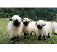 Valais Black Nose Sheep Farm Animal Poster Art Deco Plaque Art Deco Extérieur Street And Home Decor Wall Decor Poster Metal Sign 20,3 x 30,5 cm