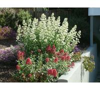 Valériane blanche, Centranthus ruber 'Albus' 30 - plante vivace