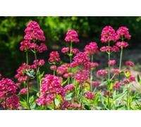 Valériane rouge, Centranthus ruber 30 - plante vivace