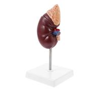 VALICLUD 1 pièce Anatomique Outil Pédagogique pour Écoles et Formations Médicales