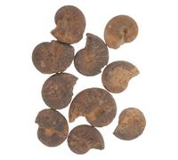 VALICLUD 10 pièces Modèles Ammonite Éducatifs Fossiles Naturels Spirale Originale Pour Collection Éveil Scientifique et Décoration Pédagogique