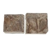 VALICLUD 2 Pièces Fossile de Trilobite Naturel Décoration pour Collections et Affichage Géologique en Roche Détails Musée pour Étudiants et Collectionneurs