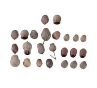 VALICLUD 24 Pièces D'accessoires de Fruits Secs Naturels pour Décoration de Couronne de Noël et Cadre Photo, Taille Aléatoire, Couleurs Naturelles, Décorations Sapin et Bricolage Noël