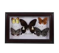 VALICLUD Cadre Photo en Bois Véritable Spécimen d’Insecte Encadré, Décoration Murale Intérieure, Collection de Spécimens Naturels, 5 Insectes Fixes Couleur Café pour Exposition