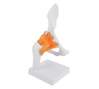 VALICLUD Modèle Anatomique de Hanche PVC Modèle Articulaire Fonctionnel pour Formation Médicale Reproduction Du Fémur pour Enseignement et Démonstration