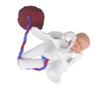 VALICLUD Modèle Bassin Féminin pour Accouchement avec Fœtus Simulateur Réaliste pour Enseignement et Éducation Prénatale Aide Pédagogique pour Formation Médicale