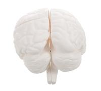 VALICLUD Modèle Cerveau Humain Détachable avec Base Affichage Modèle Anatomie Précis pour Enseignement Médical et Recherche Scientifique École Du Cerveau et Études Classe Blanc