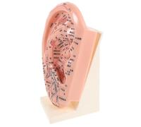 VALICLUD Modèle D'acupuncture Zone de L'oreille 23 Cm en Plastique Solide Support, Outil Pédagogique pour Formation Massage Auriculaire et Apprentissage des Points de Pression