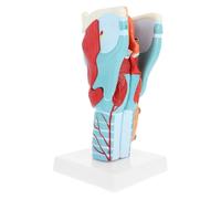 VALICLUD Modèle de Gorge Agrandie 2x, Modèle D'anatomie Gorge en Pvc, pour Enseignement Médical et Éducation des Patients, Étudiants en Anatomie