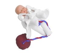 VALICLUD Modèle de naissance réaliste du bassin féminin avec simulateur fœtal pour l'enseignement obstétrique, la formation de sage-femme et l'éducation prénatale Anatomie détaillée pour les écoles de