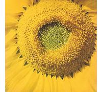 Valle, Marcos - 7-Girassol [Import]