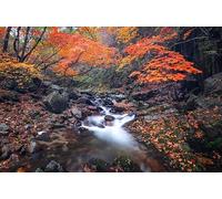 Vallée de Fin d'automne - Coffret de Puzzles impossibles de 5000 pièces, Jouets Puzzles 3D, Cadeaux Uniques, décorations pour la Maison 14 Ans+