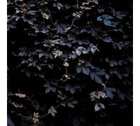Vallera - Vivid Flu [Import]