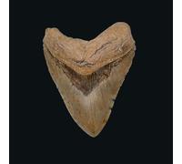 Vampyres - In the Night