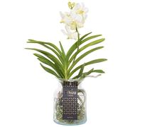 Vanda orchidée blanc vase
