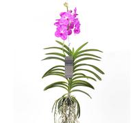 Vanda orchidée grande rose