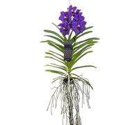Vanda orchidée l bleu