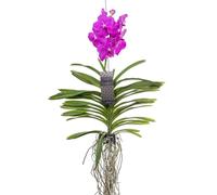 Vanda orchidée l rose