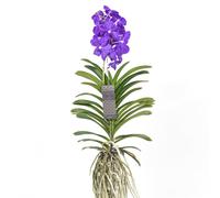 Vanda orchidée magic bleu royal