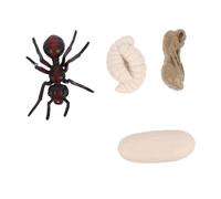 VANZACK Modèle Éducatif Cycle de Vie Fourmi Rouge Réaliste pour Garçon Fille de Cognition et Décoration Kit pour Éveil et Apprentissage Naturel