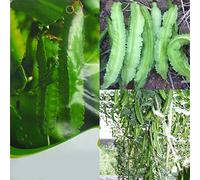 Variétés de graines de légumes - 20Pcs DIY Asperges Graines de pois Haricot ailé Farm Yard Jardin Délicieux légumes Enfants Débutants Jardiniers Cadeau