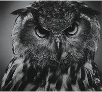 Various Artists - Beyond the Wizard's..