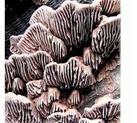 Various Artists - Expedition 1 [Import]