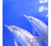 Various Artists - F.O.a. Healing Connection (Tba