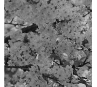 Various Artists - HFF Vol. 1 [VINYL]