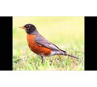 Various Artists - Sounds of Nature: 53 American Bird Songs