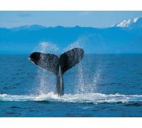 Various Artists - Timeless Treasures: Battle of The Big Bands