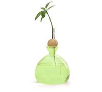 Vase à avocat ampoule en verre pour fleurs, culture en verre pour avocats et châtaignes, terrarium avec étagère en bois, support pour d'eau verte, convient pour la maison, la cuisine, la table