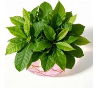 Vase à graines d'avocat - Ampoule - Vase en verre - Gland - Vase pour fleurs - Verre d'élevage pour avocats et châtaignes - Pour table de cuisine, intérieur et extérieur (rose)