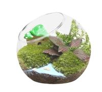 Vase à Poisson - Pot de Fleurs pour Terrarium, Vase Rond en Verre | Conteneurs décoratifs pour aériennes, Bol de présentation juteux pour Tables de Maison, Centre de Table de Jardin Miniature